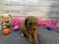 Molly, a female Cavapoo and Cavalier King Charles Spaniel for sale in Fulton, KS – Photo 4 of 5