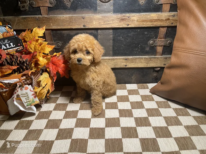 Sophie – Cavapoo, Poodle - Miniature  puppy for sale in Fulton, KS