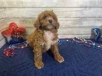 Sydney, a female Cavapoo and Cavalier King Charles Spaniel for sale in Fulton, KS – 6 of 7