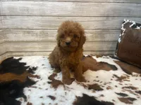 Spice, a female Cavapoo and Poodle - Miniature  for sale in Fulton, KS – 4 of 6
