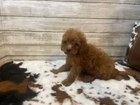 Spice, a female Cavapoo and Poodle - Miniature  for sale in Fulton, KS – 3 of 6