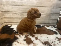 Samson, a male Cavapoo and Poodle - Miniature  for sale in Fulton, KS – 2 of 4