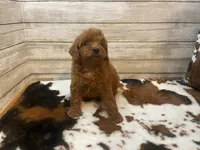 Scout, a male Cavapoo and Poodle - Miniature  for sale in Fulton, KS – 5 of 6