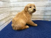 Rusty, a male Golden Irish for sale in Fulton, KS – Photo 1 of 4