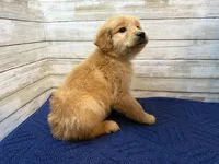 Rusty, a male Golden Irish for sale in Fulton, KS – Photo 2 of 4