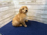 Rusty, a male Golden Irish for sale in Fulton, KS – Photo 3 of 4