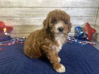 Sophie, a female Cavapoo and Cavalier King Charles Spaniel for sale in Fulton, KS – 3 of 8