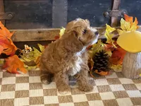Max, a male Cavapoo and Cavalier King Charles Spaniel for sale in Fulton, KS – 4 of 6
