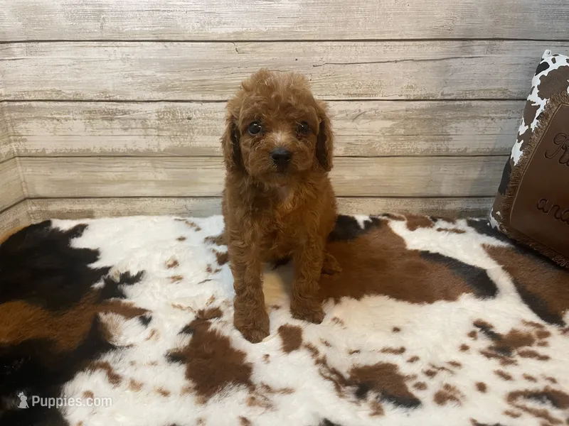 Samson – Cavapoo, Poodle - Miniature  puppy for sale in Fulton, KS