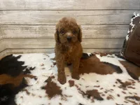 Samson, a male Cavapoo and Poodle - Miniature  for sale in Fulton, KS – 1 of 4