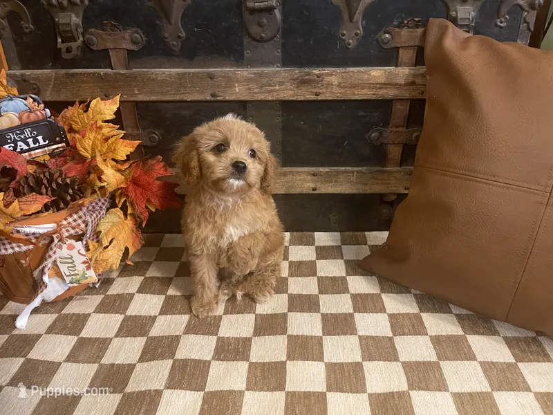 Scooter – Cavapoo, Poodle - Miniature  puppy for sale in Fulton, KS
