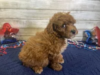 Sydney, a female Cavapoo and Cavalier King Charles Spaniel for sale in Fulton, KS – 2 of 7