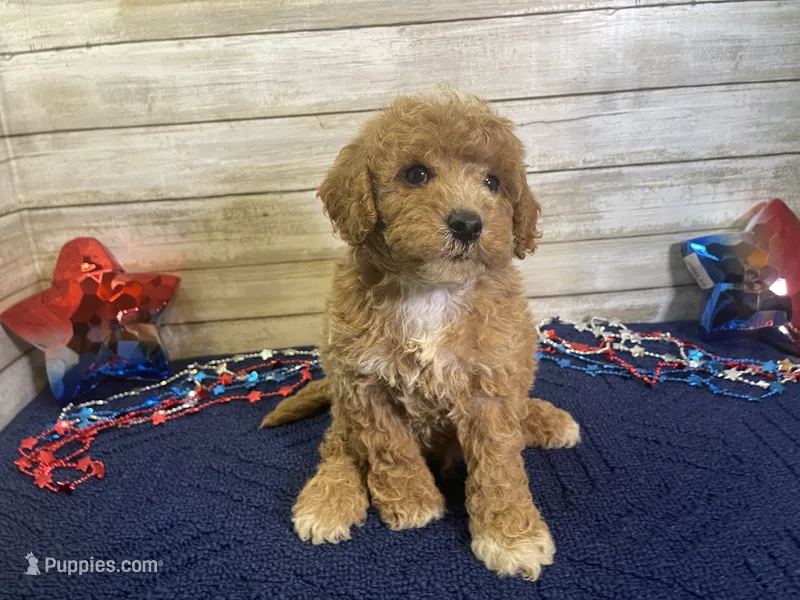 Spencer – Cavapoo, Cavalier King Charles Spaniel puppy for sale in Fulton, KS