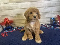Spencer, a male Cavapoo and Cavalier King Charles Spaniel for sale in Fulton, KS – 1 of 7