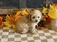 Miley, a female Cavapoo and Cavalier King Charles Spaniel for sale in Fulton, KS – 2 of 5
