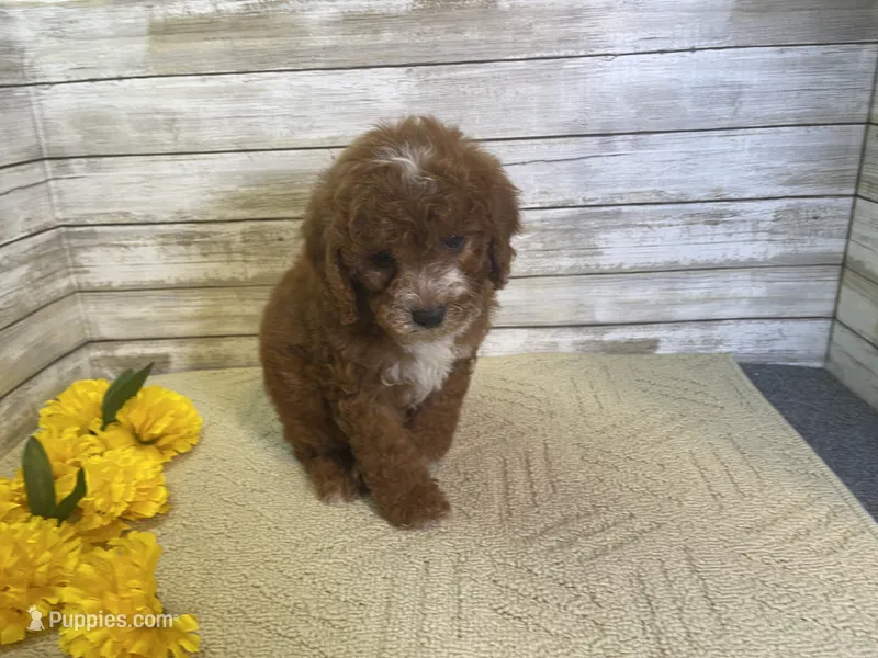 Sandy – Cavapoo, Cavalier King Charles Spaniel puppy on hold in Fulton, KS
