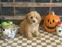 Scooter, a male Cavapoo and Poodle - Miniature  for sale in Fulton, KS – 5 of 6