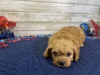 Sherman, a male Cavapoo and Cavalier King Charles Spaniel for sale in Fulton, KS – 6 of 8