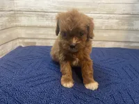 Charlotte, a female Cavapoo and Cavalier King Charles Spaniel for sale in Fulton, KS – 3 of 5