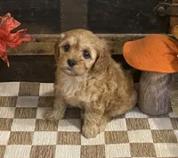 Arial, a female Cavapoo and Cavalier King Charles Spaniel for sale in Fulton, KS – 3 of 5