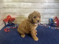 Stanley, a male Cavapoo and Cavalier King Charles Spaniel for sale in Fulton, KS – 3 of 7