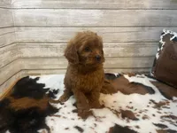 Sugar, a female Cavapoo and Poodle - Miniature  for sale in Fulton, KS – 3 of 6