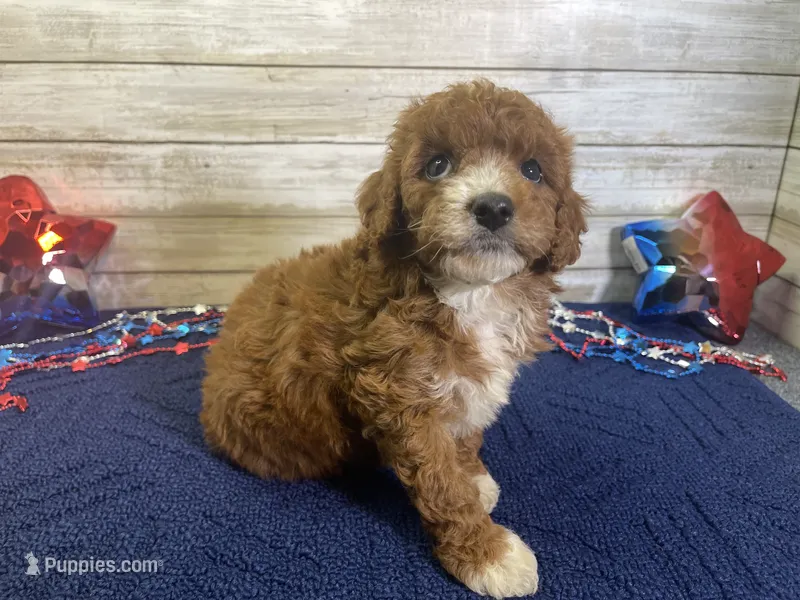 Sophie – Cavapoo, Cavalier King Charles Spaniel puppy for sale in Fulton, KS