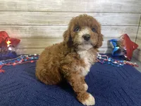 Sophie, a female Cavapoo and Cavalier King Charles Spaniel for sale in Fulton, KS – 1 of 8