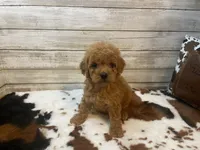 Sophie, a female Cavapoo and Poodle - Miniature  for sale in Fulton, KS – 4 of 6