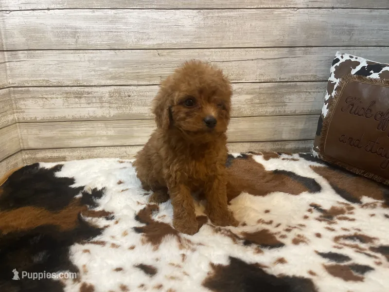 Spice – Cavapoo, Poodle - Miniature  puppy for sale in Fulton, KS