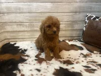 Spice, a female Cavapoo and Poodle - Miniature  for sale in Fulton, KS – 1 of 6