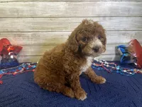 Sandy, a female Cavapoo and Cavalier King Charles Spaniel for sale in Fulton, KS – 8 of 8