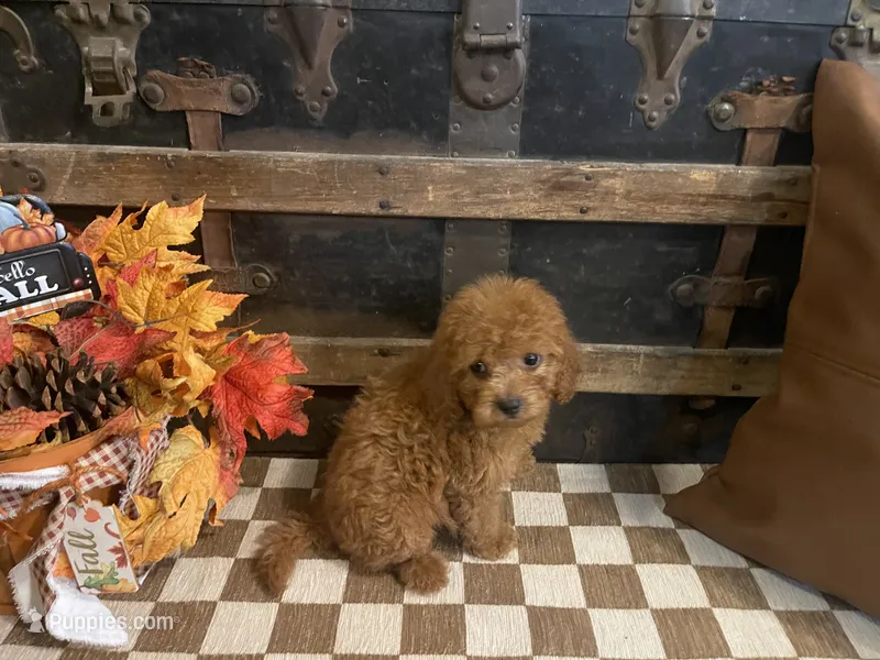 Spice – Cavapoo, Poodle - Miniature  puppy on hold in Fulton, KS