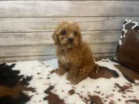 Scooter, a male Cavapoo and Poodle - Miniature  for sale in Fulton, KS – 6 of 8