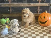 Scooter, a male Cavapoo and Poodle - Miniature  for sale in Fulton, KS – 2 of 6
