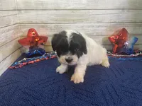 Fred, a male Cavalier King Charles Spaniel and Cavachon for sale in Fulton, KS – 2 of 6