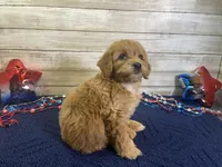 Sky, a female Cavapoo and Cavalier King Charles Spaniel for sale in Fulton, KS – 2 of 7