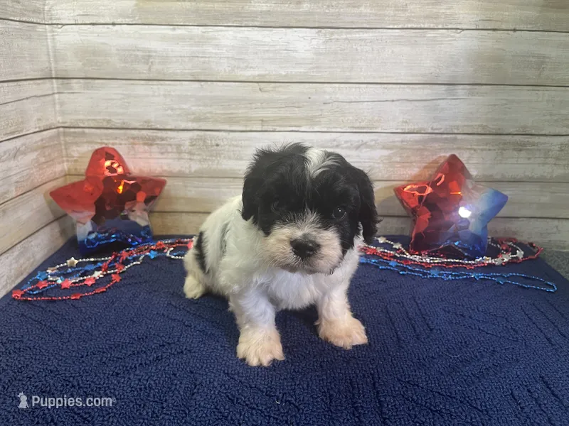 Fred – Cavalier King Charles Spaniel, Cavachon puppy for sale in Fulton, KS