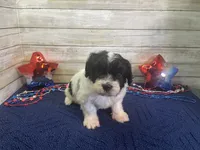 Fred, a male Cavalier King Charles Spaniel and Cavachon for sale in Fulton, KS – 1 of 6