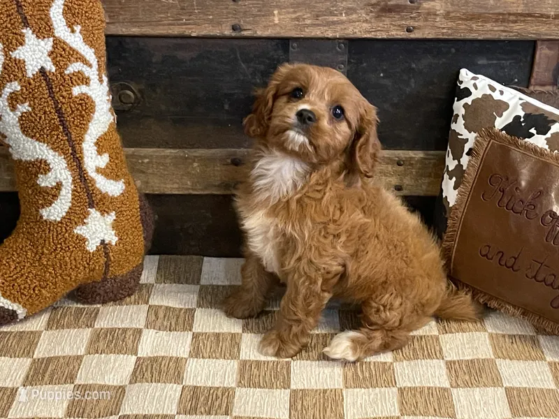 Duke – Cavapoo, Cavalier King Charles Spaniel puppy for sale in Fulton, KS