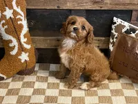 Duke, a male Cavapoo and Cavalier King Charles Spaniel for sale in Fulton, KS – 1 of 6