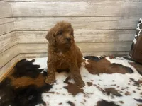 Scout, a male Cavapoo and Poodle - Miniature  for sale in Fulton, KS – 4 of 6