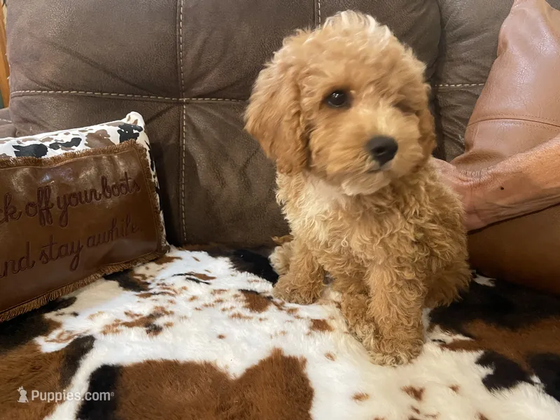 Spencer – Cavapoo, Cavalier King Charles Spaniel puppy for sale in Fulton, KS