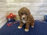Sophie, a female Cavapoo and Cavalier King Charles Spaniel for sale in Fulton, KS – 4 of 8
