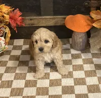 Author, a male Cavapoo and Cavalier King Charles Spaniel for sale in Fulton, KS – 4 of 5