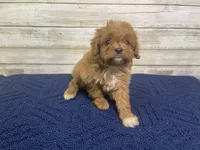 Kate, a female Cavapoo and Cavalier King Charles Spaniel for sale in Fulton, KS – 3 of 5