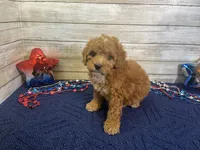 Stanley, a male Cavapoo and Cavalier King Charles Spaniel for sale in Fulton, KS – 4 of 7