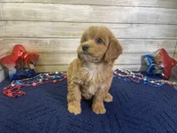 Sky, a female Cavapoo and Cavalier King Charles Spaniel for sale in Fulton, KS – 6 of 7