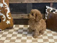 Bently, a male Cavapoo and Cavalier King Charles Spaniel for sale in Fulton, KS – 7 of 8