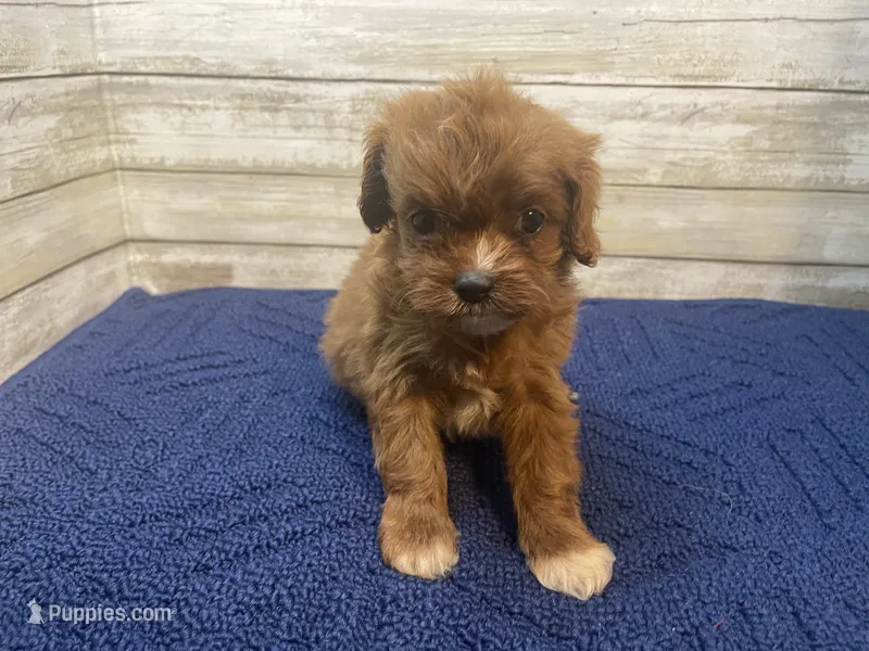 Charlotte – Cavapoo, Cavalier King Charles Spaniel puppy for sale in Fulton, KS